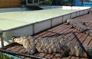 Wildlife Encounters of Gretna using a Folding Frame Tank for gator use